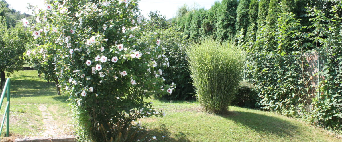 Zahrada
